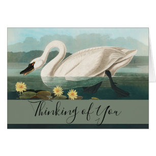 Cartão cisnes brancas de pássaro de audubon do cisne