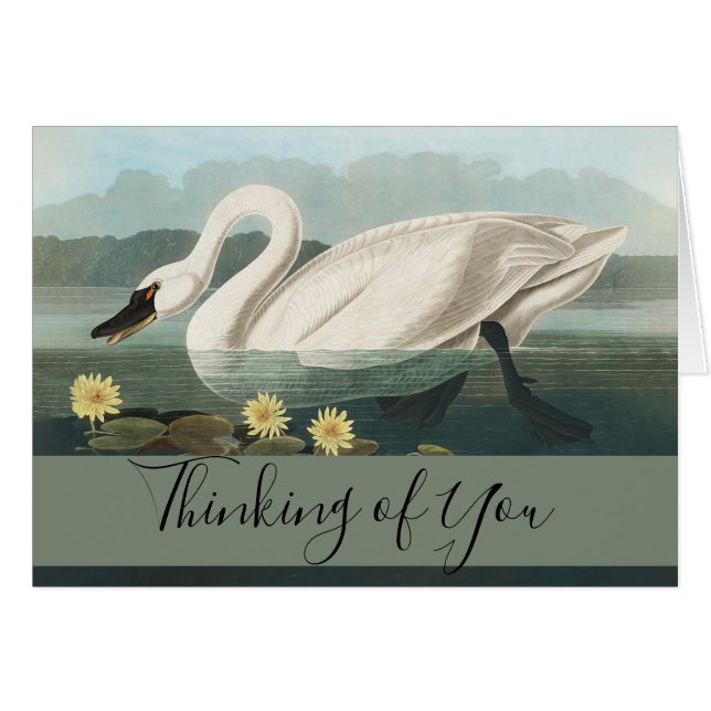 Cartão cisnes brancas de pássaro de audubon do cisne (Frente Horizontal)