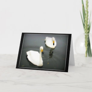 Cartão Cisnes Brancos Água Negra