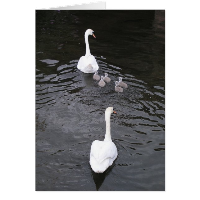 Cartão Cisnes com cygnets (Frente)