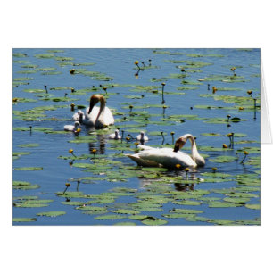 Cartão Cisnes de trompetista