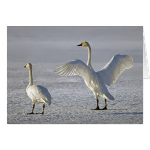 Cartão Cisnes de tundra (columbianus do Cygnus)