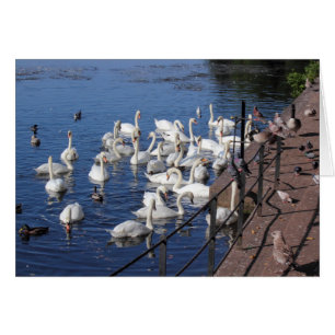 Cartão Cisnes e outras aves no lago de Cardiff, Parque de