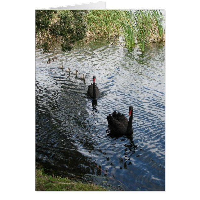 Cartão Cisnes Pretas, Perth (Frente)