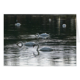 Cartão Cisnes que alimentam, lago park de Roath, Cardiff