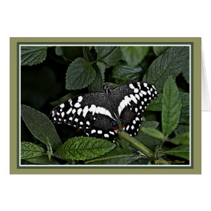 Cartão Citrus Swallowtail