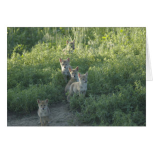 Cartão Clã do chacal