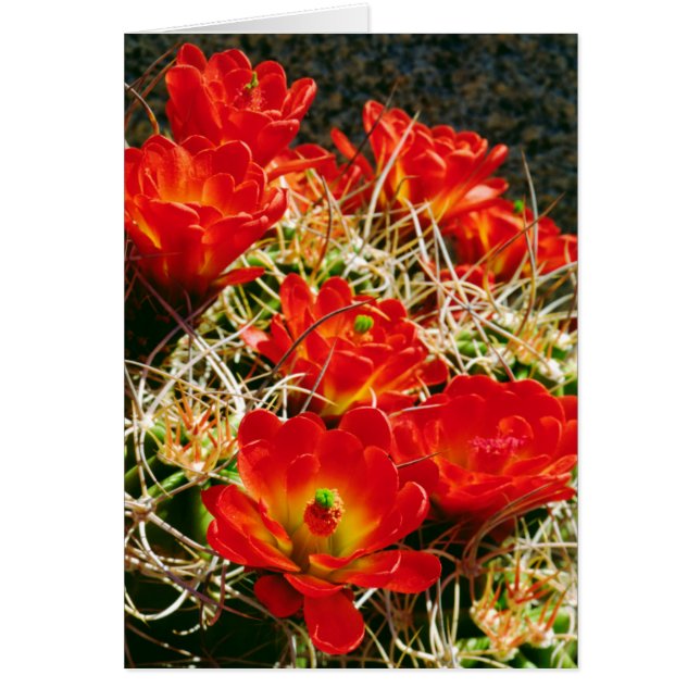 Cartão Claret Cup Cactus Wildflower (Frente)