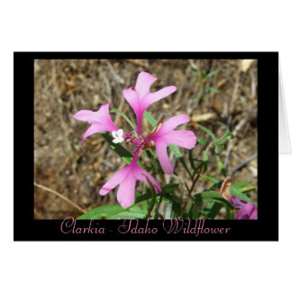Cartão Clarkia - Idaho Wildflower (Cartão de Vazio)