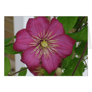 Cartão Clematis