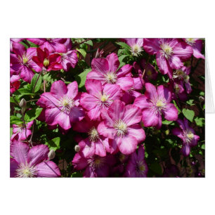 Cartão Clematis em Bloom