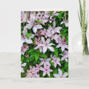 Cartão Clematis Purple Vinculando Flor em Trellis Vazio