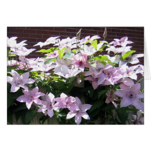 Cartão Clematis Vine