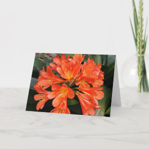 Cartão Clivia Miniata - A Linda Flor Laranja