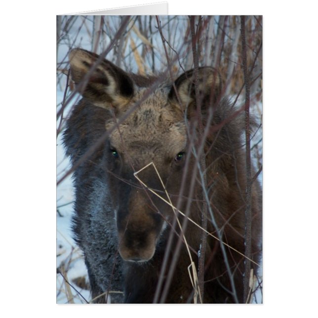 Cartão Close up (Frente)