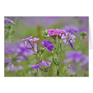 Cartão Close-up de Phlox de Drummond, Phlox drummondi, 2