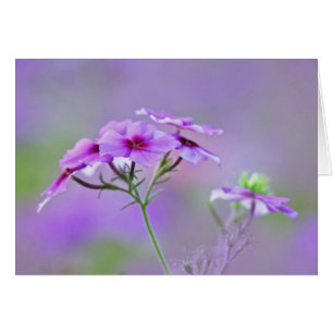 Cartão Close-up de Phlox Drummond, Phlox drummondi,