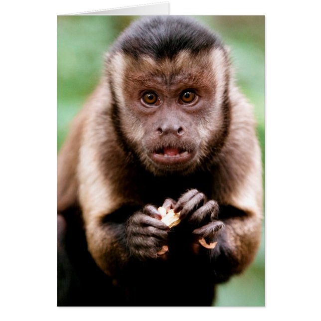 Cartão Close-up de um macaco capuchinho de cabeça preta (Frente)