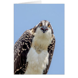 Cartão Close up de um Osprey juvenil