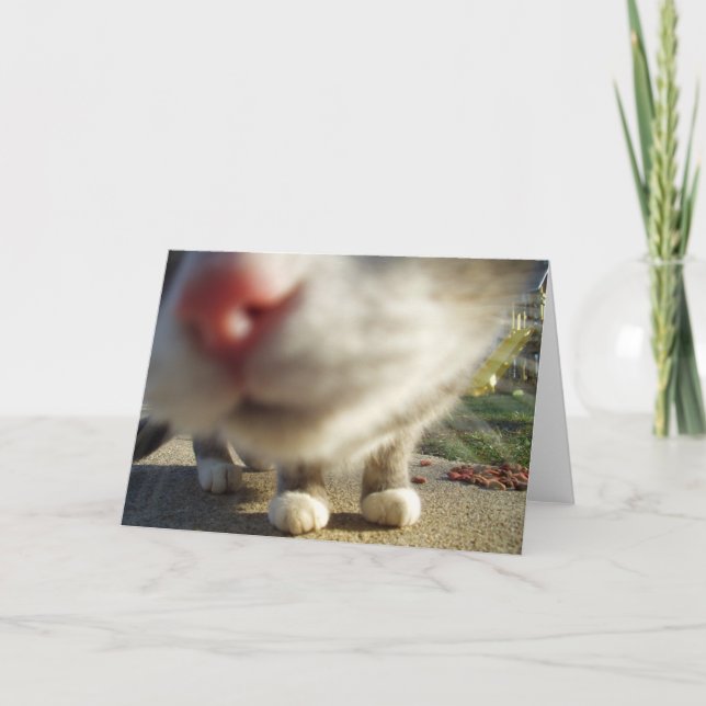 Cartão close up do gato (Frente)