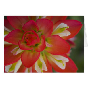 Cartão Close-up do Indian Paint Brush perto de Gay Hill,