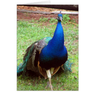 Cartão Close up do pavão