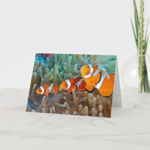 Cartão Clownfish