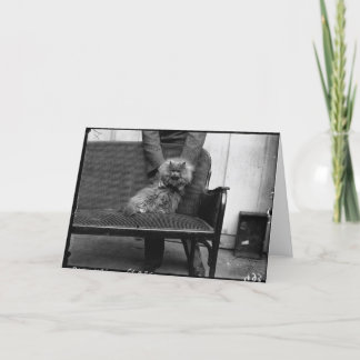 Cartão Clube do gato da exposição - Mondial 493