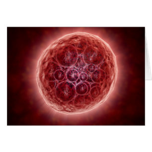 Cartão Cluster De Blastomerados Formando Uma Morula