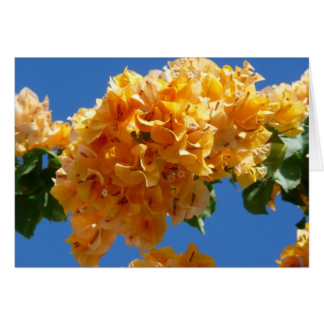 Cartão Cluster de Bougainvillea Floral Ouro (Frente Horizontal)