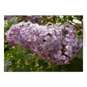 Cartão Cluster de Lilac Blossoms Primavera Floral