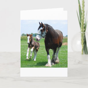 Cartão Clydesdale and Filly
