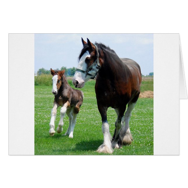 Cartão Clydesdale e Filly (Frente Horizontal)