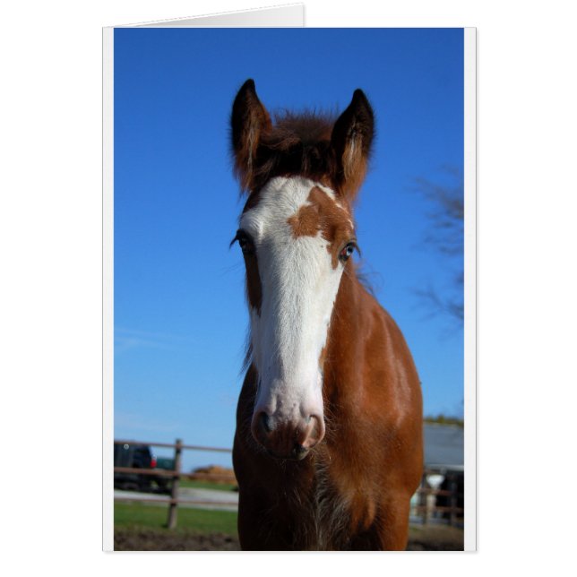 Cartão Clydesdale filly (Frente)