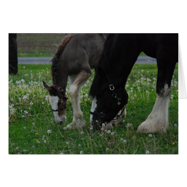 Cartão Clydesdale Mare & Colt (Frente Horizontal)