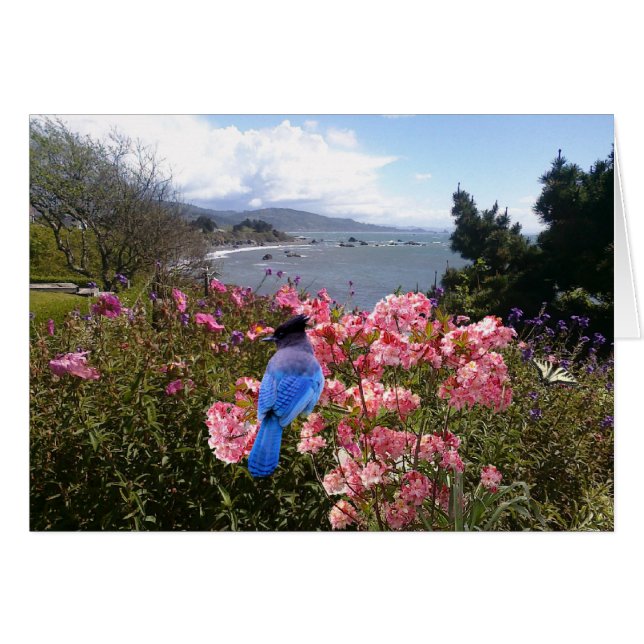 Cartão Coastal Jay (Frente Horizontal)