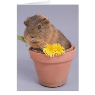Cartão cobaia num vaso de flores