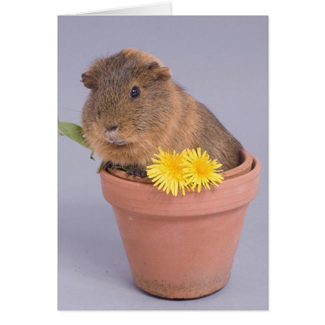 Cartão cobaia num vaso de flores (Frente)