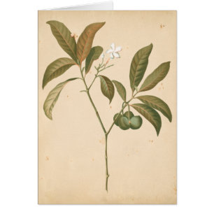 Cartão Cobalt Deco Painel I