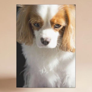 Cartão Cobertor para Amantes de Cães Cavalier King Charle