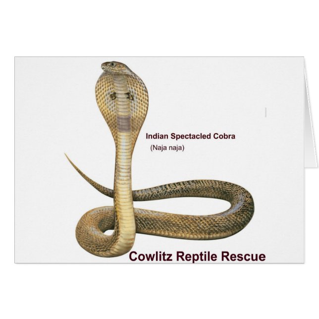 Cartão Cobra (Frente Horizontal)