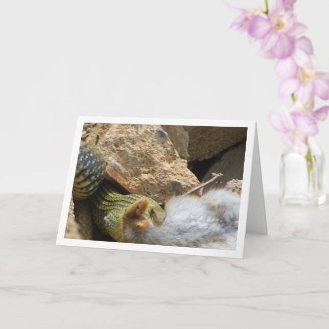 Cartão Cobra Montpellier a usar a placa de coelho (Orquídea)