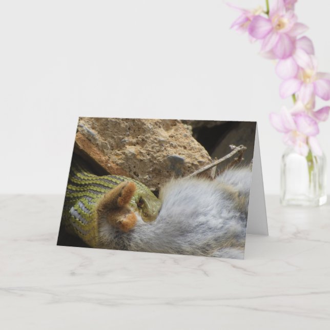 Cartão Cobra Montpellier a usar a placa de coelho (Orquídea)