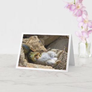 Cartão Cobra Montpellier Feasting on Rabbit