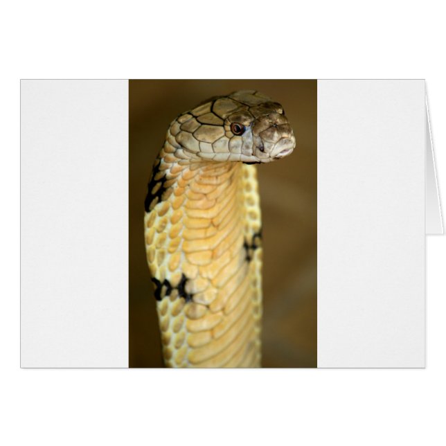 Cartão cobra-rei (Frente Horizontal)