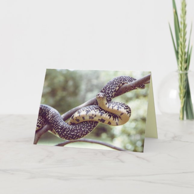 Cartão Cobra Rei (Frente)