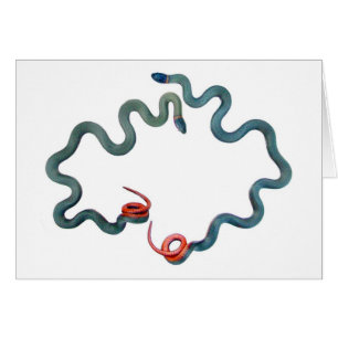 Cartão cobras Anel-necked