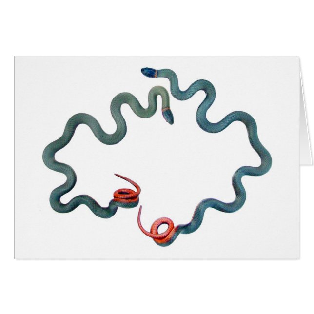 Cartão cobras Anel-necked (Frente horizontal)