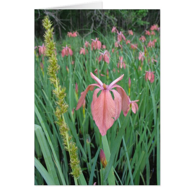 Cartão Cobre Iris (Frente)