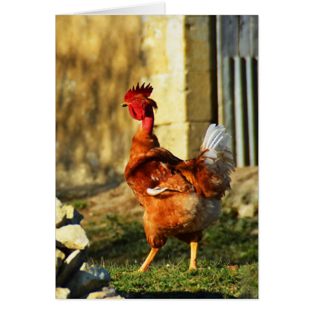 Cartão Cocerel francês (Frente)